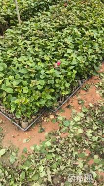 高度25厘米三角梅