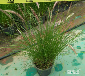 高度40厘米羽绒狼尾草