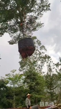 12公分小叶榄仁