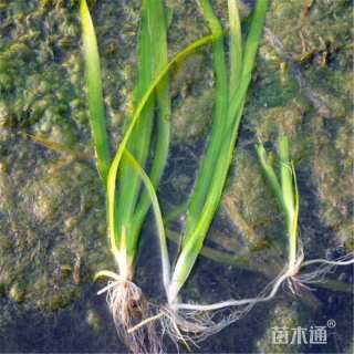 高度30厘米苦草