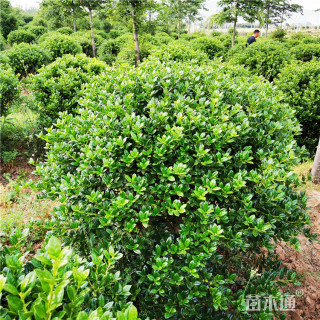 冠幅200厘米冬青球