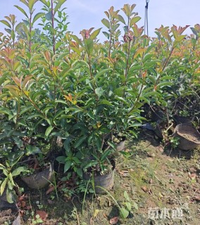 高度60厘米红叶石楠绿篱苗