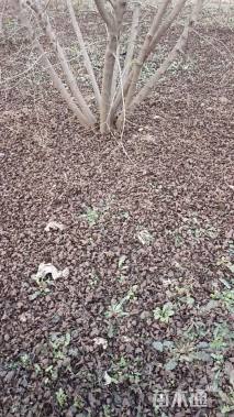 高度600厘米丛生茶条槭