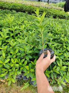 高度20厘米杜鹃