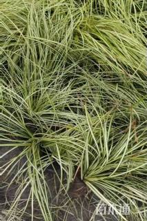 高度25厘米金叶苔草