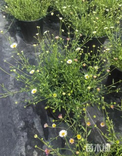 高度30厘米墨西哥飞蓬