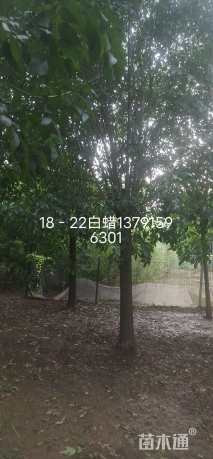 18公分白蜡