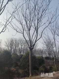 25公分栾树