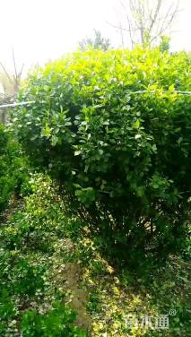 冠幅200厘米卫矛球