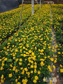 高度20厘米木春菊