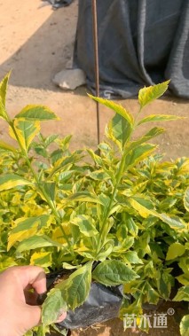 高度25厘米金边假连翘