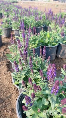 高度30厘米鼠尾草