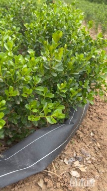 高度30厘米瓜子黄杨