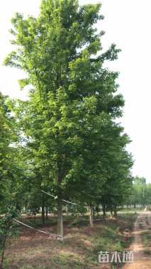 14公分美国红枫