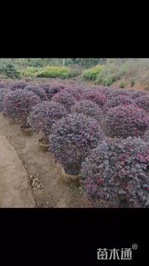 冠幅150厘米红花继木球