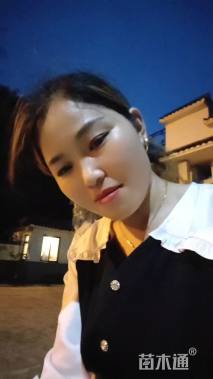 高度30厘米欧洲月季