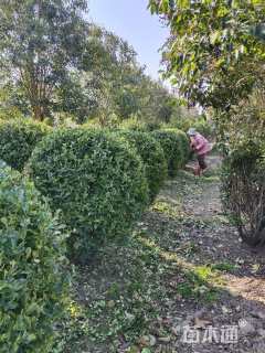 冠幅170厘米大叶黄杨球