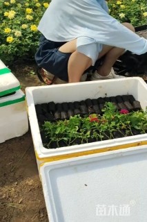 高度10厘米月季