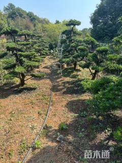 移栽苗造型罗汉松