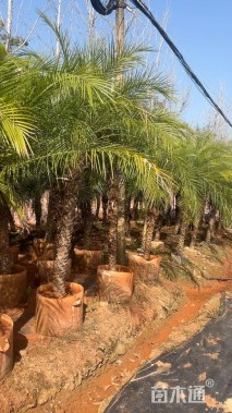 裸干高120厘米加拿利海枣