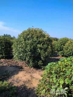 冠幅1500厘米红叶石楠球