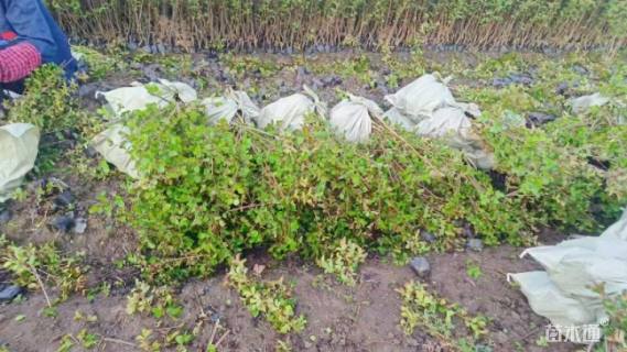 高度25厘米天鹅绒紫薇