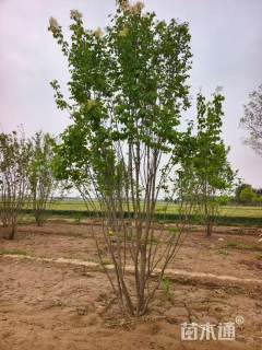 高度600厘米丛生暴马丁香