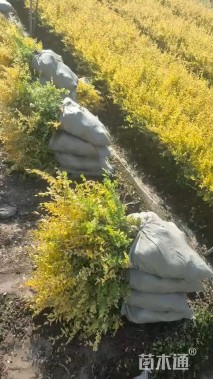 高度30厘米金叶女贞