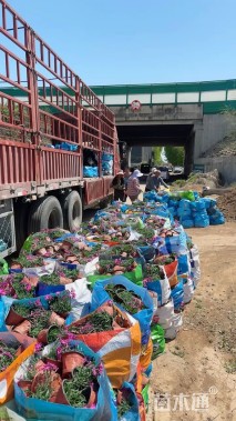 高度18厘米玉簪