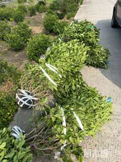 冠幅100厘米大叶栀子球