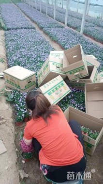 高度20厘米姬小菊