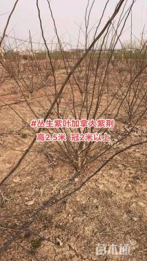 高度200厘米丛生紫荆