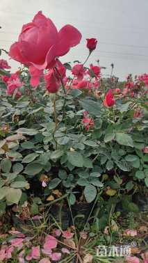 高度40厘米月季