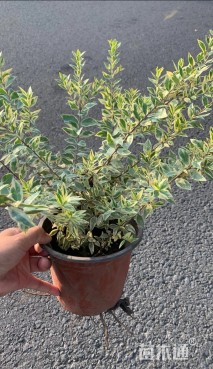 高度30厘米花叶香桃木