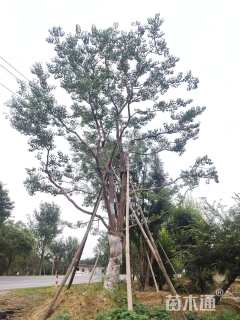 42公分乌桕