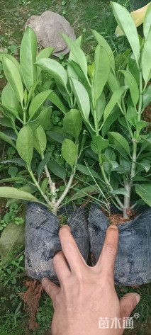 高度25厘米非洲茉莉