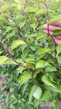 高度200厘米龙游梅