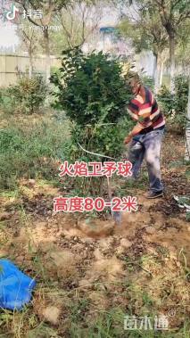 高度180厘米火焰卫矛