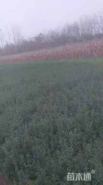 高度40厘米小叶女贞