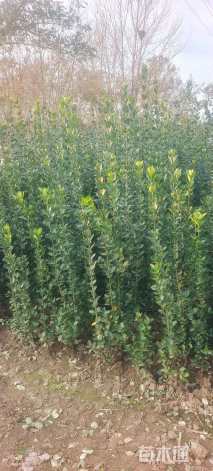 高度180厘米北海道黄杨
