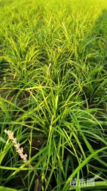 高度15厘米中叶麦冬