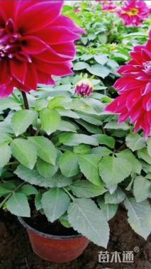 高度35厘米大丽花