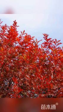 15公分沼生红栎