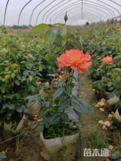 高度35厘米欧洲月季