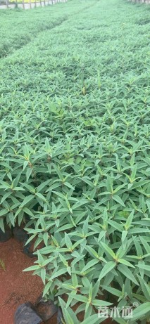 高度25厘米墨西哥鼠尾草