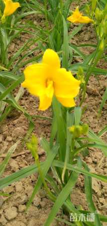 高度40厘米大花萱草