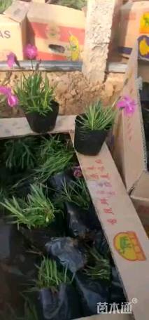 高度5厘米欧石竹