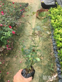 高度20厘米丰花月季