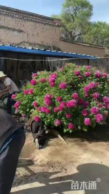 高度150厘米牡丹