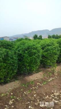 冠幅100厘米大叶黄杨球